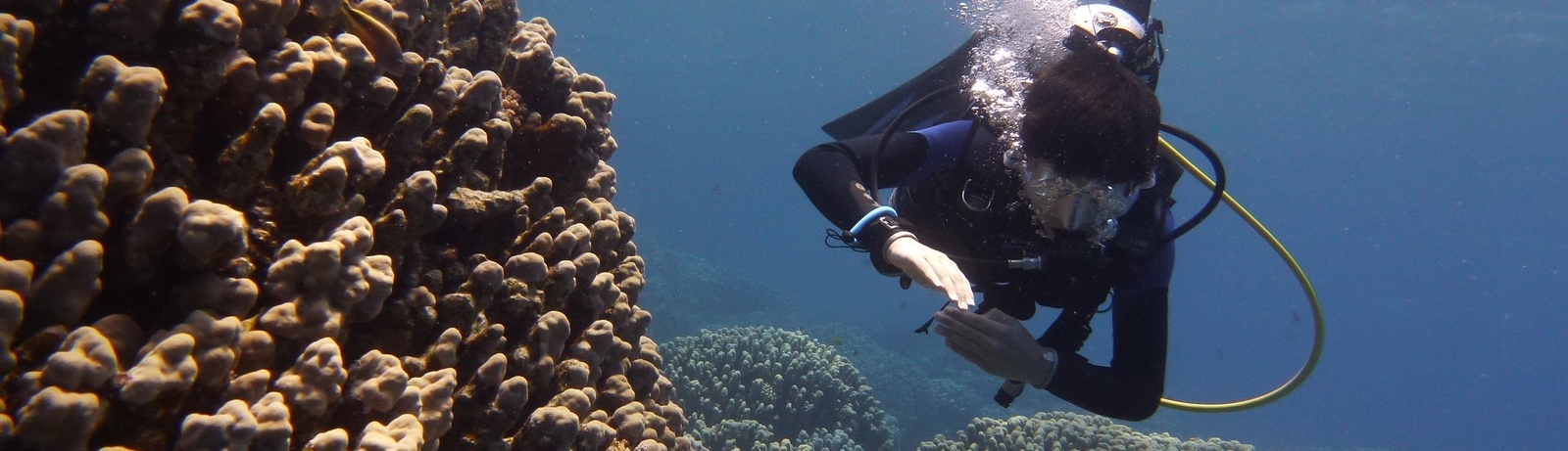 La nage, l'apnée, la plongée, la biologie sous-marine vous intéressent ?